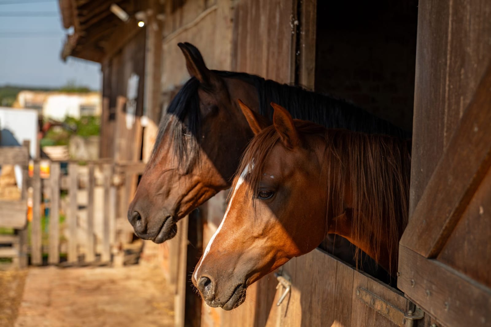 Stud & Breeding Yards